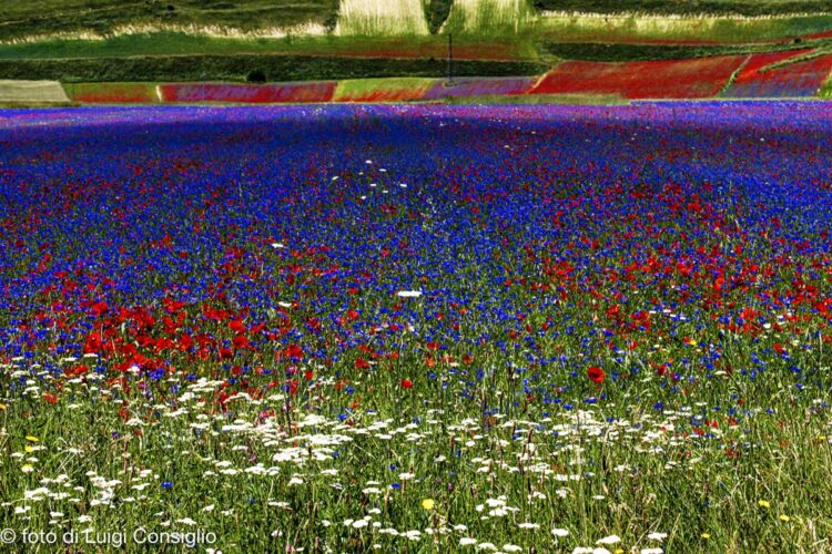 Castelluccio-piana_MG_1180