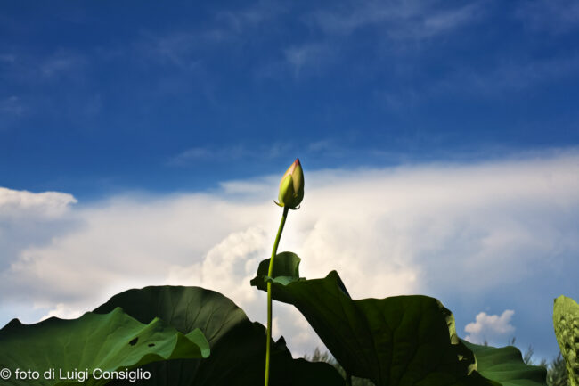 ParcoMincio20180722_0194