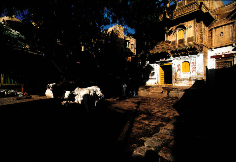 jelsamer-havedi-india-1