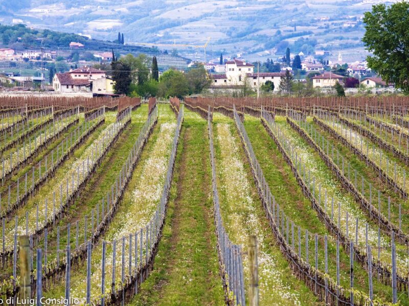 San Pietro In Cariano Valpolicella 2017; Loc. Monga