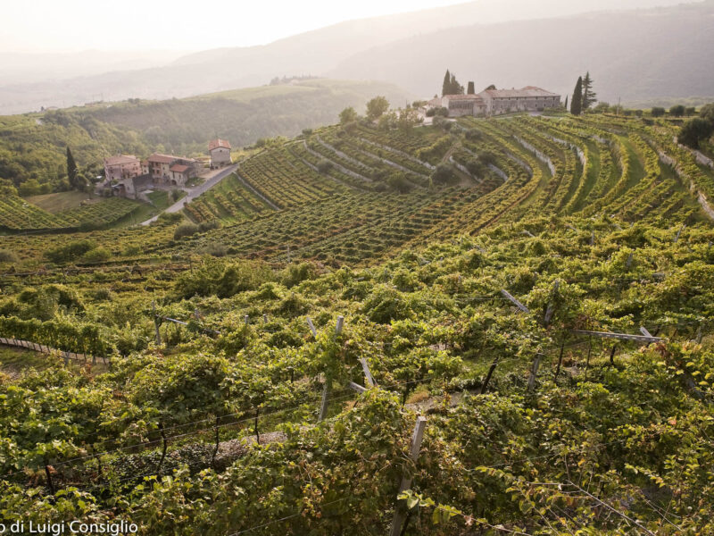 Valpolicella 2017; SP 34, vendemmia Valpolicella 2017; SP 34, vendemmia