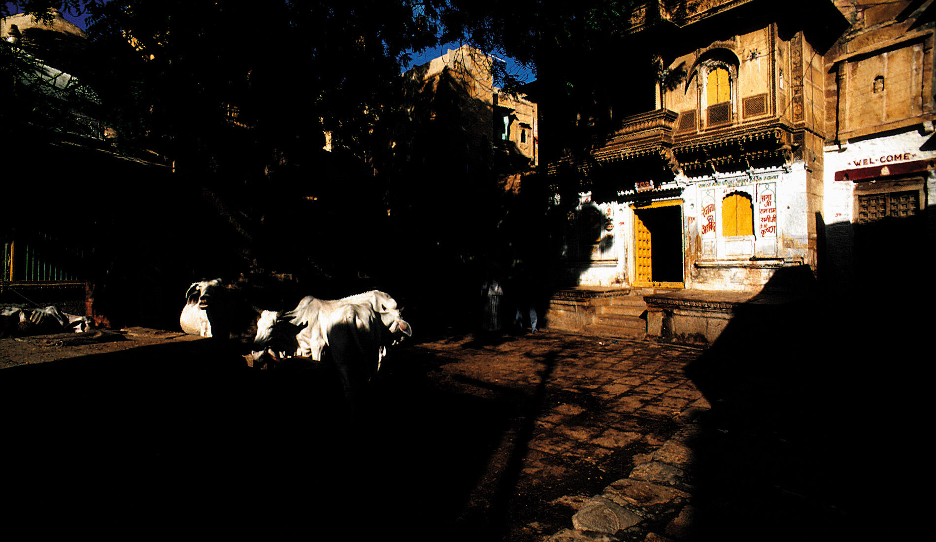 jelsamer 1992; havedi,india